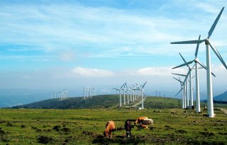 Heeft elektriciteit effect op diergezondheid?