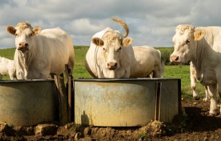 In Frankrijk heeft vrijwel niemand het over krimp veestapel