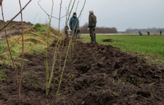 Honderden meters heg geplant bij melkveehouder