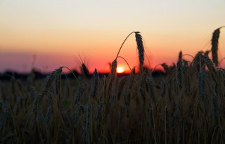 Te veel mycotoxinen in aantal Vlaamse graanpercelen