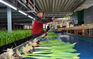 Prijs van bloemen komt in december iets hoger uit