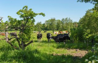 Nieuwe campagne wil bomen bij boeren stimuleren