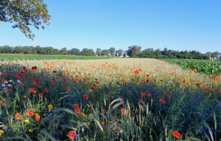 Natuurrijk Limburg zoekt grondgebruikers voor landschapsbeheer