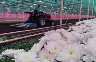 Beyond Chrysant wint International Grower of the Year Award