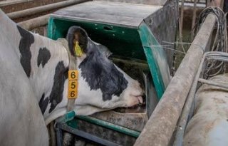 'Blijf rekenen aan hoogte krachtvoergift'