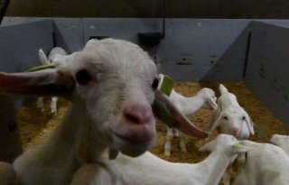 Lammerseizoen van start gegaan