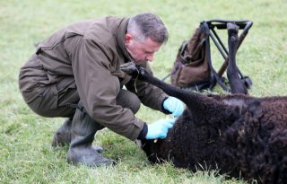 47 schapen dood bij 'gruwelijke' aanval in Gelderse Vallei