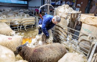 Preventie van myiasis vraagt om alertheid