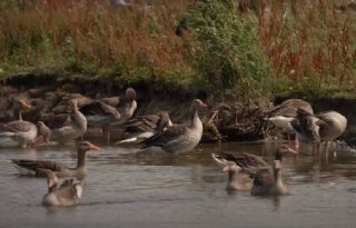 Komende maanden jacht op ganzenkoppels op Texel