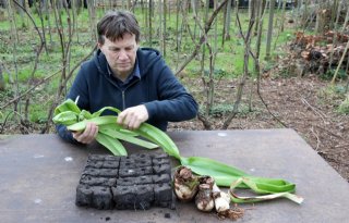 Boomwortels floreren dankzij amaryllisblad