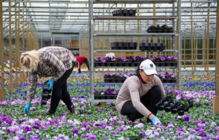 'Iedereen wil weer kleur in de tuin'