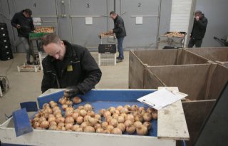 Vervroegde beoordeling uienrassen vanwege fusarium