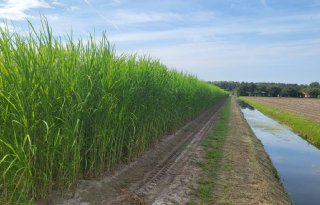 Verwachte uitbreiding van 1.000 hectare miscanthus in 2025