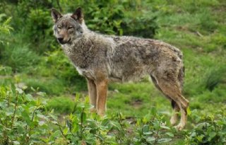 Noodkreet boeren landgoed Den Treek: pak probleemwolf snel aan