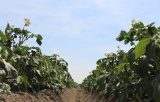 Nieuwe regels moeten planten beter beschermen tegen plagen