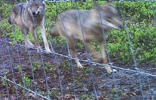 33 hoefdierhouders in Overijssel ontvangen subsidie wolfpreventie