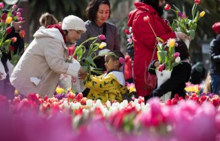 Anthos: er komt ook een tulpenpluktuin in New York