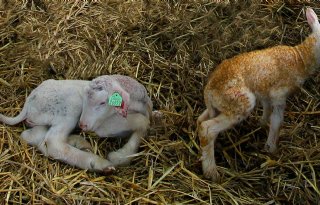 Schmallenberg-virus treft opnieuw lammeren