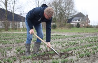 Waterschade in tulpen valt mee, maar gewas blijft kwetsbaar