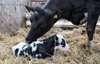 Tweede Kamer stemt voor wijziging Wet dieren