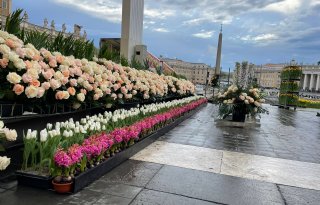 Opnieuw kleuren Nederlandse bloemen het Sint Pietersplein