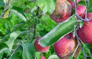 EU stelt besluit over verbod op captan in fruitteelt uit