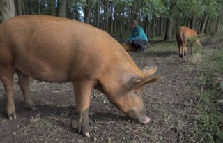 Vooral parasieten gebaat bij buitenuitloop voor varkens