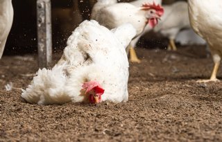 Schuifel haalt mooie, droge mest uit pluimveestal