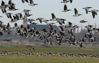 Ganzen mogen in Zuid-Holland tot eind oktober toch worden afgeschoten