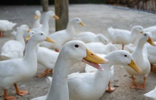 Gevaccineerde Franse eenden testen positief op vogelgriep