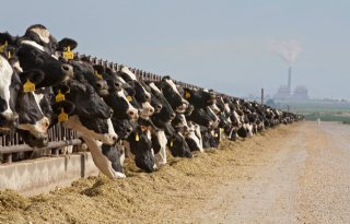 Californië kondigt noodtoestand af om vogelgriep bij melkvee