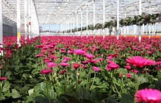 Zutphen doet bloemen niet meer cadeau; sierteelt verbaasd