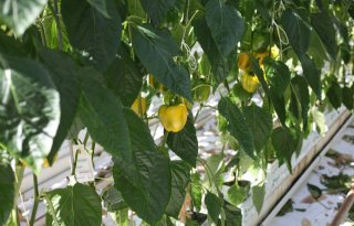 Van Gog Kwekerijen koopt bedrijf met 32 hectare paprika