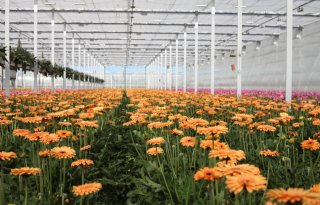 Eerste ledenuitkering Horticoop bedraagt 8 miljoen euro