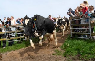 Koeien naar buiten bij Zuivelboerderij IJsseloord