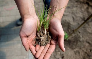 Controle op probleemonkruid knolcyperus begint zaterdag