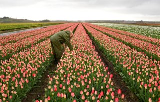 Nog even een rondje tulpen selecteren voordat de bloemen eraf gaan