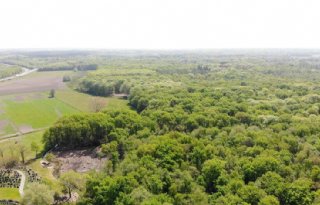 Utrecht geeft subsidie voor bos op landbouwgrond