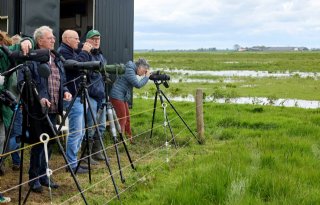 Weidevogelstand in de Beerse Overlaat afgelopen jaren gestegen