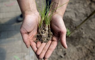 Weerfactoren zitten proef bestrijding knolcyperus in de weg