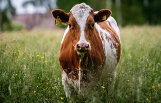 Eurofins: voederwaarde vers gras lager dan vorig jaar