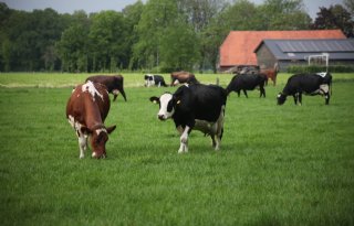 Minder nitraat in grondwater op derogatiebedrijven in 2023