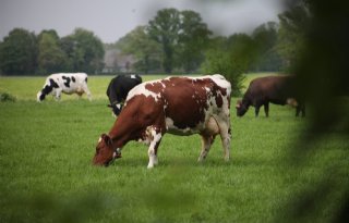 Runderen gevoelig voor diverse griepsoorten van vogels, varkens en mensen