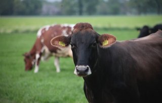 Milcobel schrijft weer zwarte cijfers