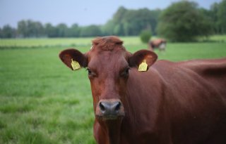 Vogelgriepstammen kunnen zich vermeerderen in luchtwegen van runderen