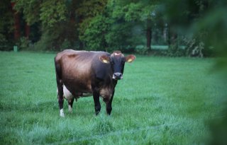 Blauwtong serotype 12 bereikt Verenigd Koninkrijk