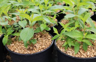 Vooral gebruik van kokos, houtvezel en schors in potgrond moet toenemen