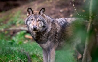 Faunabescherming naar rechter om vangen en zenderen Utrechtse wolf