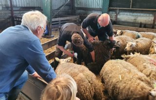 'Blauwtongvaccin neemt vrees voor grote ellende weg'