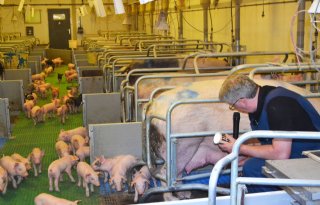 Piggy's Palace heeft primeur met varkensijs